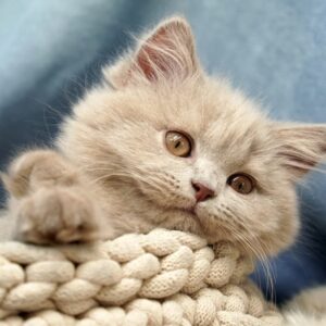 miert jo beleszagolni a macskad bundajaba