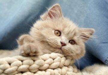 miert jo beleszagolni a macskad bundajaba