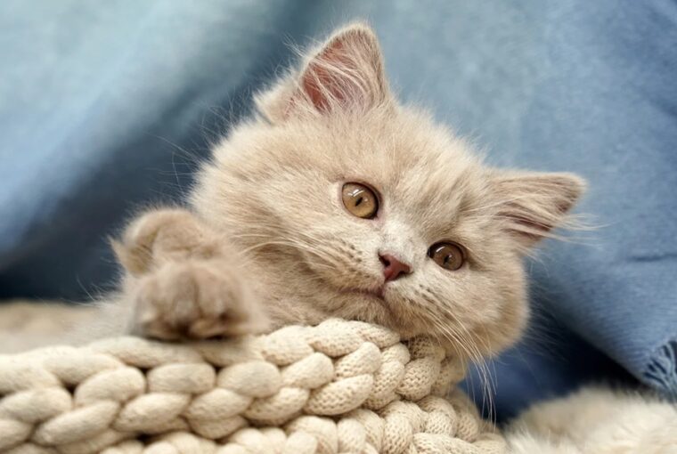 miert jo beleszagolni a macskad bundajaba