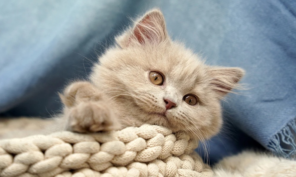 miert jo beleszagolni a macskad bundajaba