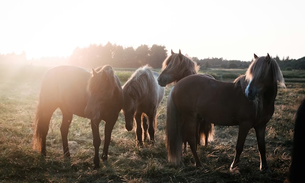 mit arulnak el a lovak az emberi egeszsegrol 1