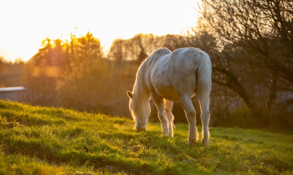 mit arulnak el a lovak az emberi egeszsegrol 2