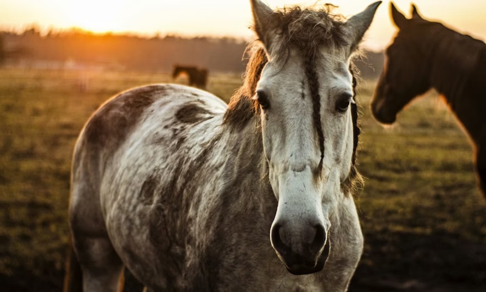 mit arulnak el a lovak az emberi egeszsegrol 3