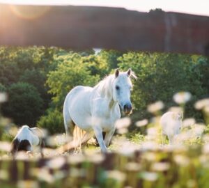 mit arulnak el a lovak az emberi egeszsegrol