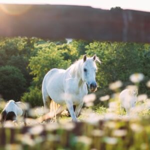 mit arulnak el a lovak az emberi egeszsegrol