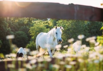mit arulnak el a lovak az emberi egeszsegrol