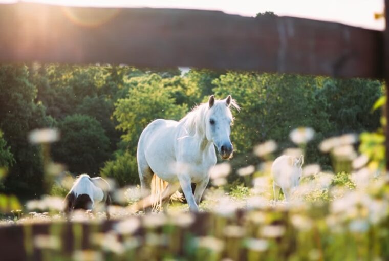 mit arulnak el a lovak az emberi egeszsegrol