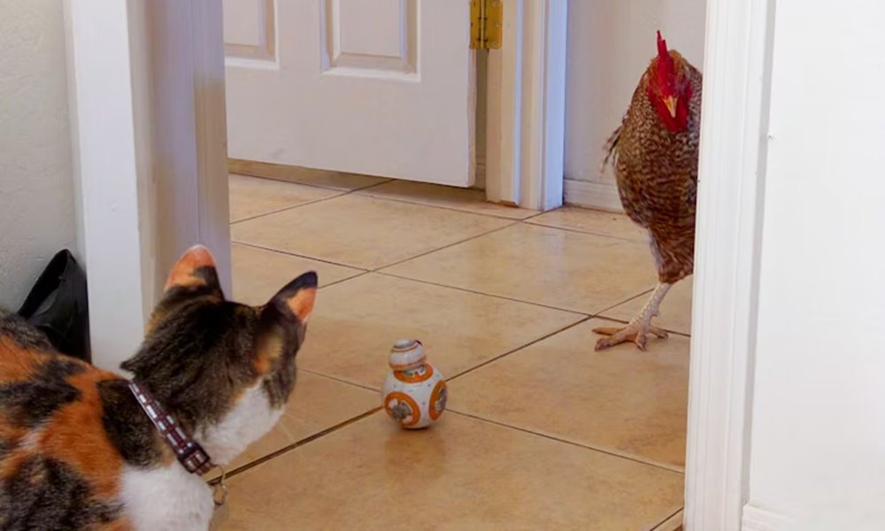 mit csiripelnek a madarak 1