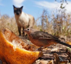 mit csiripelnek a madarak