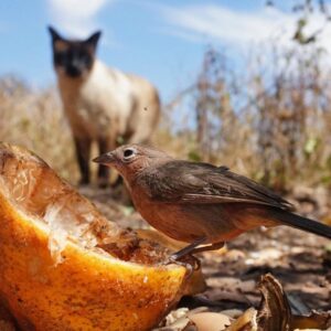 mit csiripelnek a madarak