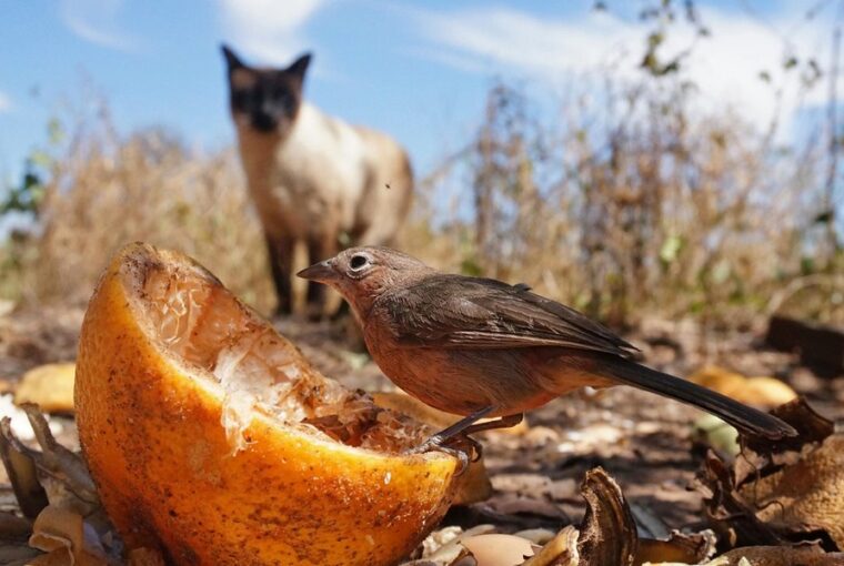 mit csiripelnek a madarak