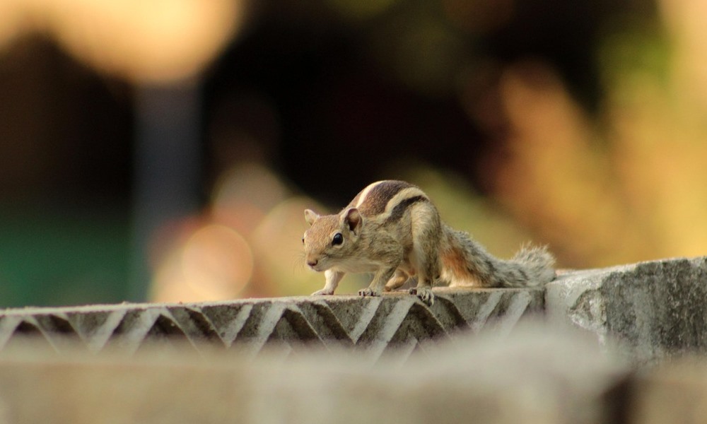 mokus volt a statuszszimbolum 1