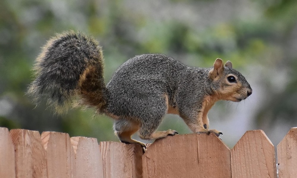 mokus volt a statuszszimbolum 2