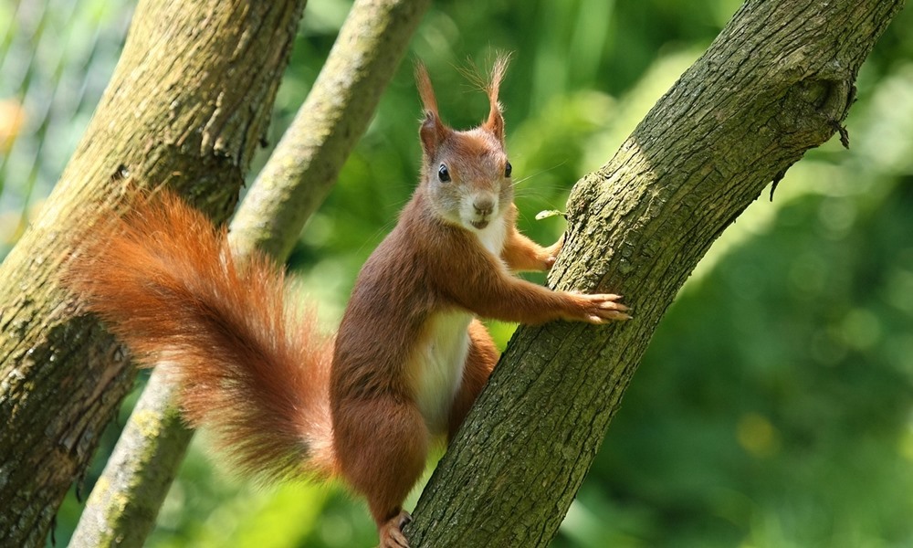 mokus volt a statuszszimbolum 3