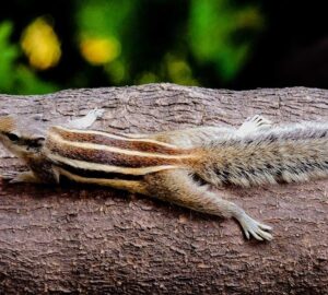 mokus volt a statuszszimbolum