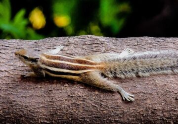 mokus volt a statuszszimbolum