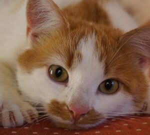 ne vedd el a cicad karmait