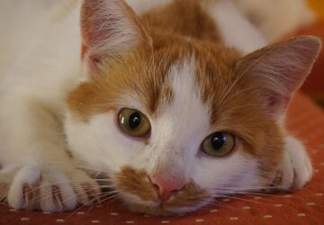 ne vedd el a cicad karmait