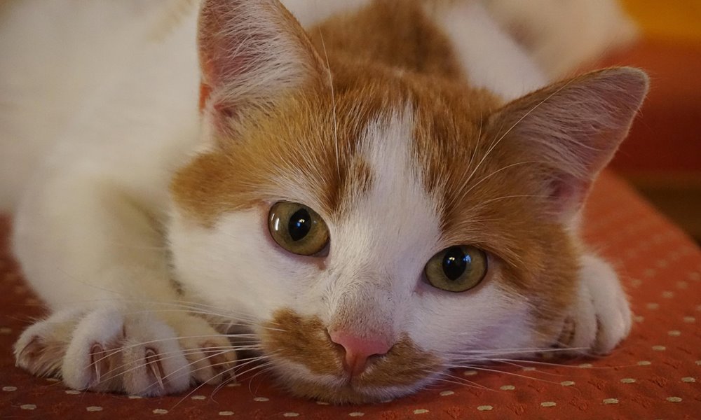 ne vedd el a cicad karmait