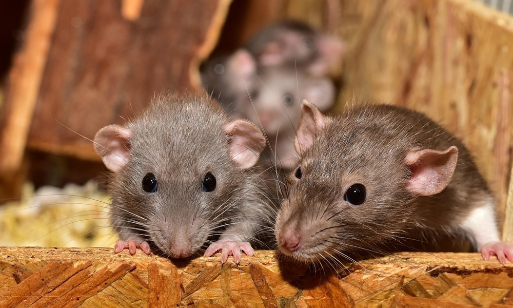 patkanybol sommelier 1 patkanybol sommelier 1