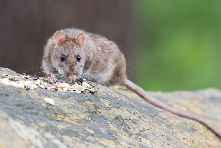 patkanybol sommelier