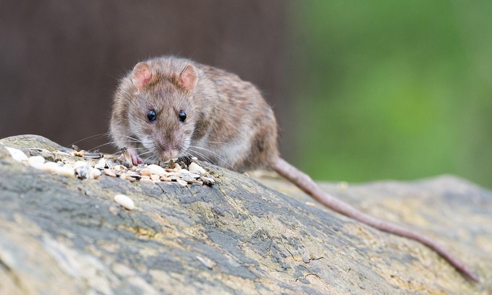 patkanybol sommelier