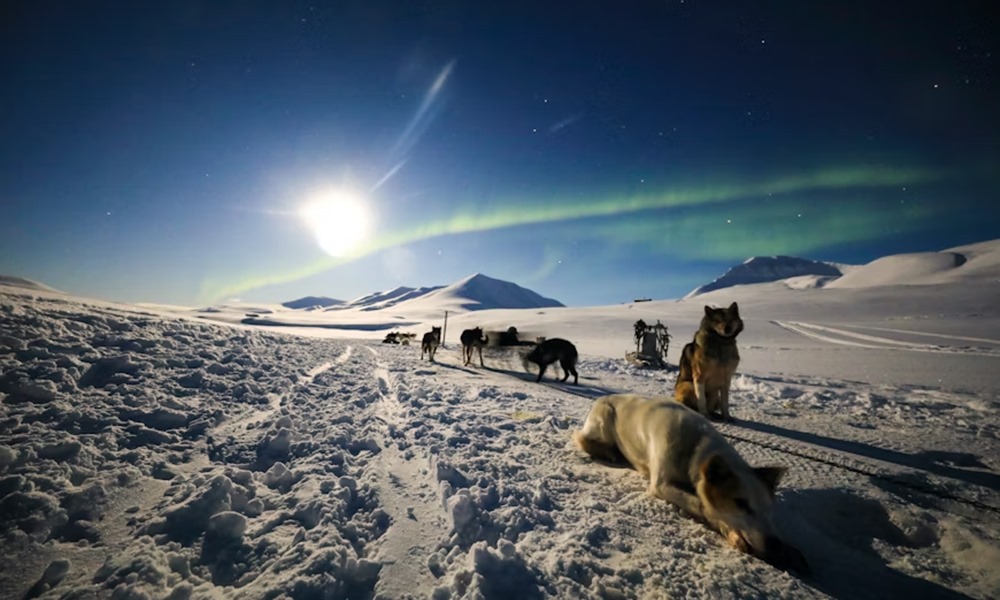 szanhuzo kutyak titkos elete 1