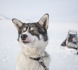 szanhuzo kutyak titkos elete 2