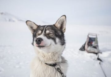 szanhuzo kutyak titkos elete 2
