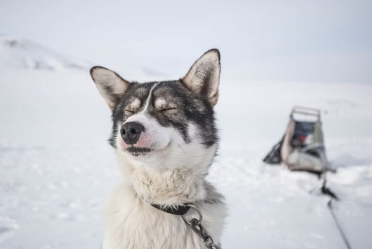 szanhuzo kutyak titkos elete 2