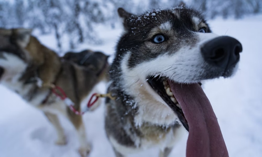 szanhuzo kutyak titkos elete 3