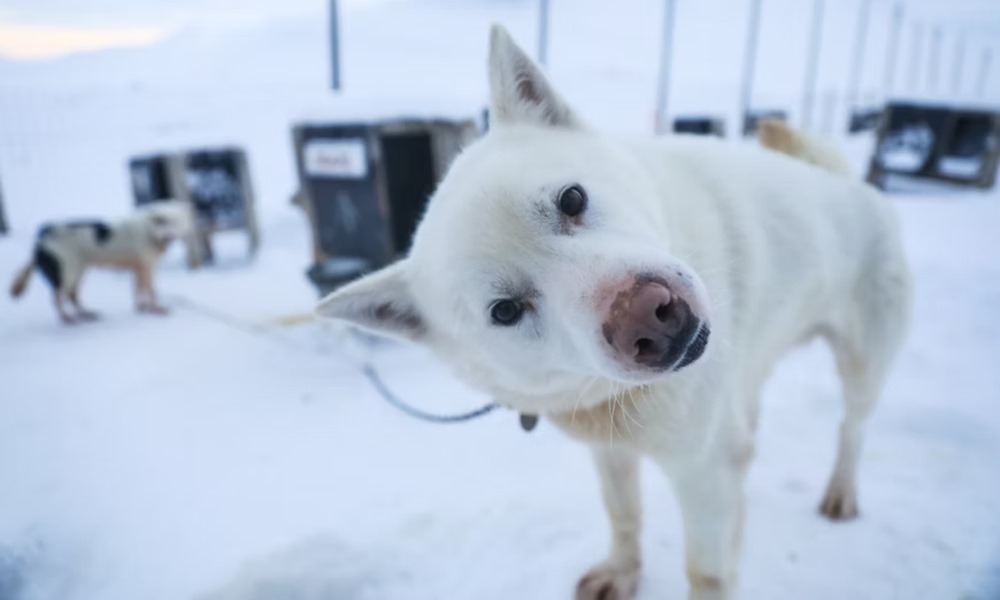 szanhuzo kutyak titkos elete 4