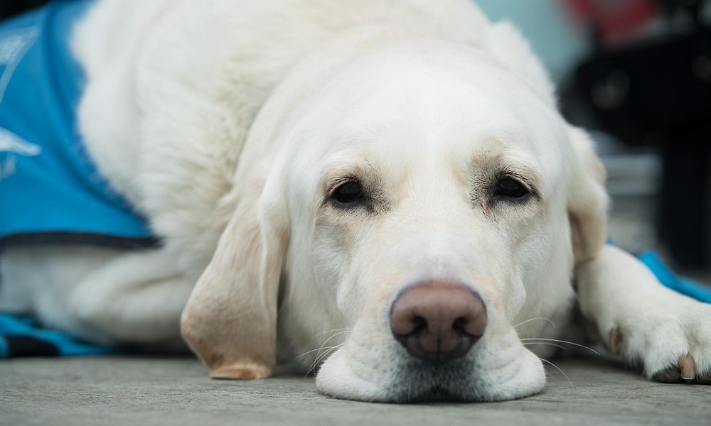 vakvezetok terapiasok mentokutyak 1