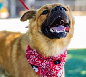 vakvezetok terapiasok mentokutyak