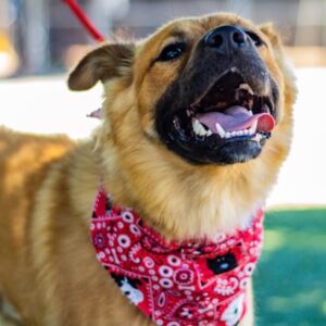 vakvezetok terapiasok mentokutyak