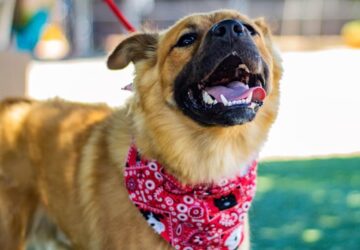 vakvezetok terapiasok mentokutyak