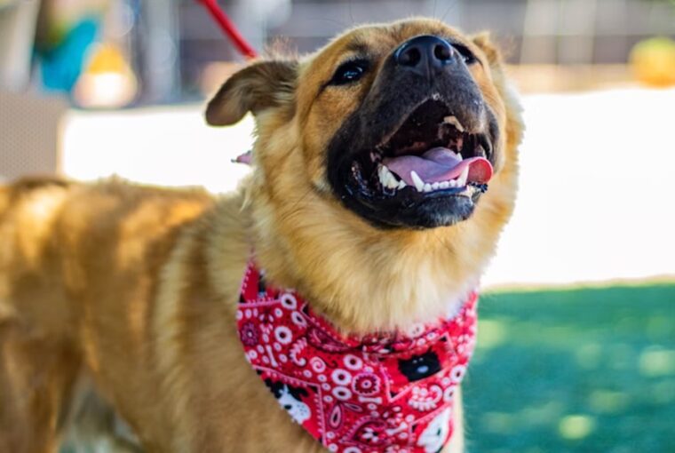 vakvezetok terapiasok mentokutyak