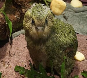 vigyaznak a kakapokra