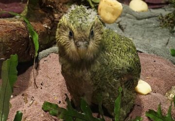 vigyaznak a kakapokra