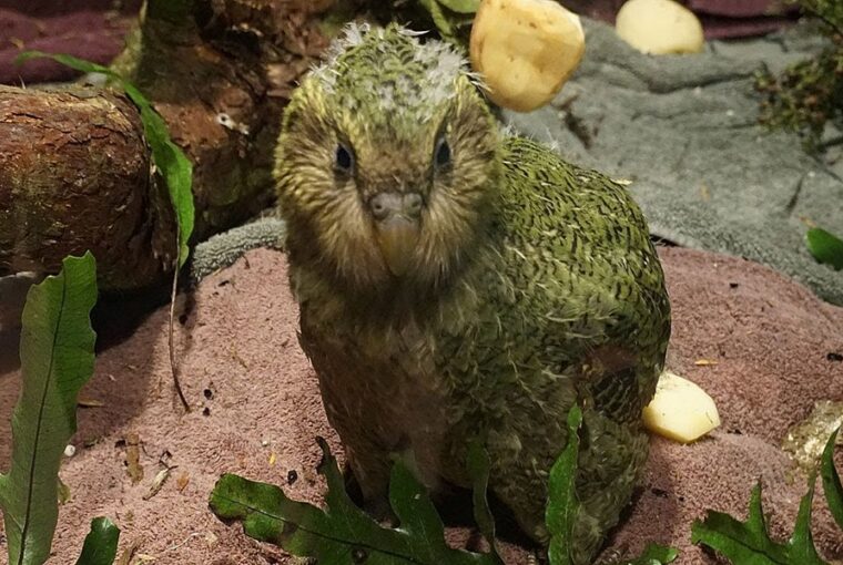 vigyaznak a kakapokra