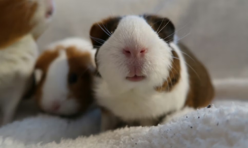 10 allattartoi tevhit 1 10 allattartoi tevhit 1