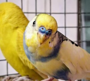 10 allattartoi tevhit 2026