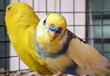 10 allattartoi tevhit 2026