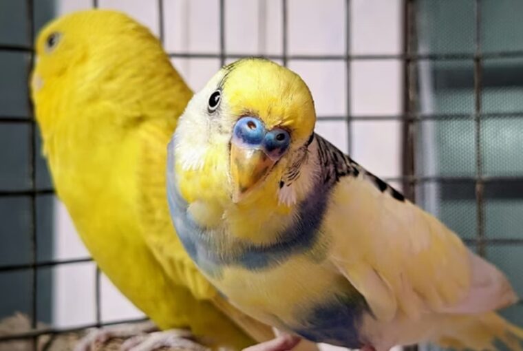 10 allattartoi tevhit 2026