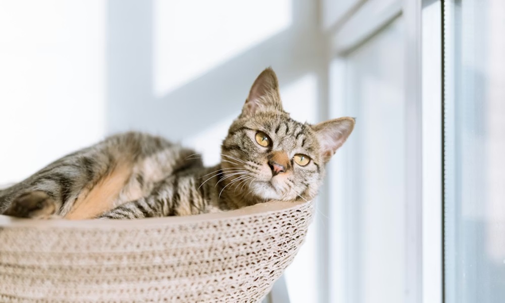 10 allattartoi tevhit 3 10 allattartoi tevhit 3