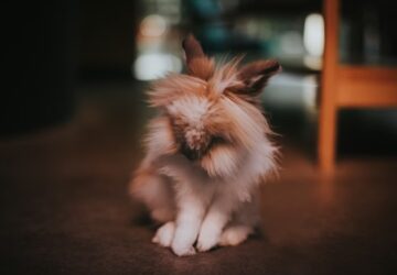 10 allattartoi tevhit