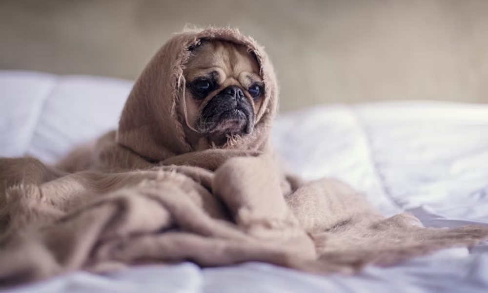 10 allattartoi tevhit 4 10 allattartoi tevhit 4