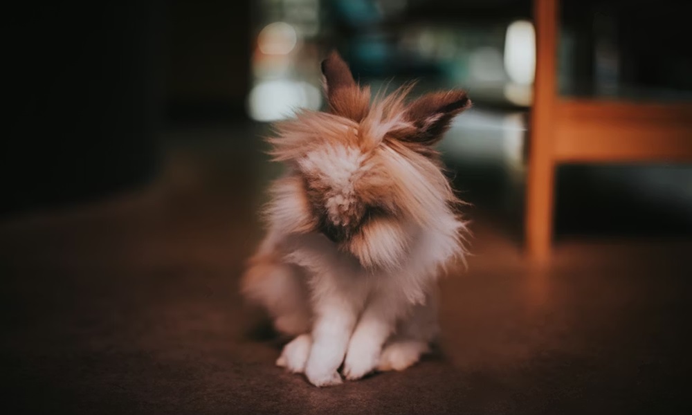 10 allattartoi tevhit