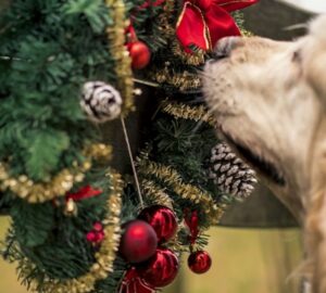 adventi koszoru eheto 1