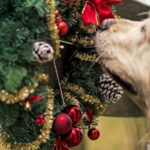 adventi koszoru eheto 1